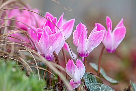 THE_CONIFERS_OXFORDSHIRE_CLOSE_UP_OF_PINK_AND_WHITE_FLOWERS_OF_CYCLAMEN_PERSICUM_GOBLET_BLOOMS_WINTE