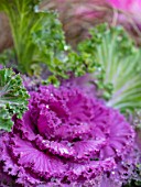 THE CONIFERS, OXFORDSHIRE: CLOSE UP OF PURPLE AND GREEN LEAVES OF ORNAMENTAL KALE NAGOYA ROSE, BRASSICAS, CABBAGES, WINTER