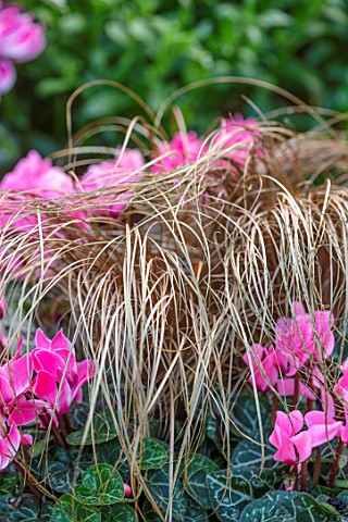 THE_CONIFERS_OXFORDSHIRE_CLOSE_UP_OF_PINK_AND_WHITE_FLOWERS_OF_CYCLAMEN_AND_GRASS__BRONZE_SEDGE_GRAS