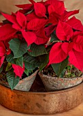 THE CONIFERS, OXFORDSHIRE: CHRISTMAS - POINSETTIAS IN CONTAINER ON TABLE IN SITTING ROOM. HOUSEPLANTS, INDOOR, RED, FLOWERS