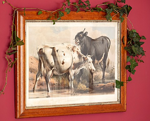 THE_CONIFERS_OXFORDSHIRE_CHRISTMAS__SITTING_ROOM_LIVING_ROOM_CHRISTMAS_IVY_AROUND_COW_PRINT