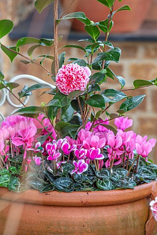 THE_CONIFERS_OXFORDSHIRE_CHRISTMAS__FRONT_GARDEN_CONTAINERS_CYCLAMEN_CAMELLIA_JAPONICA_VOLUNTEER_PIN