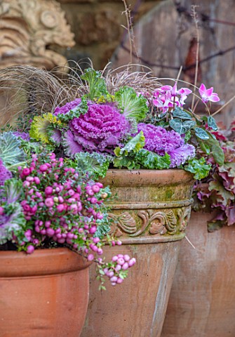 THE_CONIFERS_OXFORDSHIRE_CHRISTMAS__FRONT_GARDEN_CONTAINERS_CYCLAMEN_ORNAMENTAL_KALE_NAGOYA_ROSE_CAR