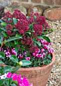 THE CONIFERS, OXFORDSHIRE: CHRISTMAS - CYCLAMEN AND PINK, RED FLOWERS OF SKIMMIA JAPONICA DELIBOLWI DELIGHT. SHRUBS, WINTER, EVERGREENS, CONTAINERS, GRAVEL, GARDEN, PATIO