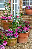 THE CONIFERS, OXFORDSHIRE: CHRISTMAS - CYCLAMEN AND PINK, WHITE STRIPED FLOWERS OF CAMELLIA VOLUNTEER, CONTAINERS, GRAVEL, GARDEN, COTSWOLDS, COTTAGE, ENGLISH, COUNTRY