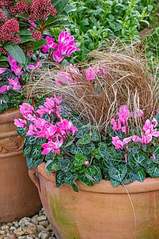 THE_CONIFERS_OXFORDSHIRE_CHRISTMAS__CYCLAMEN_AND_CAREX_BRONZE_FORM_IN_CONTAINERS_GRAVEL_GARDEN_COTSW