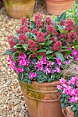 THE CONIFERS, OXFORDSHIRE: CHRISTMAS - CYCLAMEN, PINK, RED FLOWERS OF SKIMMIA JAPONICA DELIBOLWI DELIGHT. SHRUBS, WINTER, EVERGREENS, CONTAINERS, GRAVEL, GARDEN, PATIO