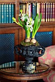 MARBURY HALL, SHROPSHIRE: DESIGNER SOFIE PATON-SMITH - THE LIBRARY, RED, CHRISTMAS, WHITE HYACINTH IN BLACK CONTAINER