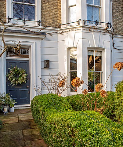 BUTTER_WAKEFIELD_HOUSE_LONDON_CHRISTMAS__HEDGING_AND_HYDRANGEAS__FRONT_GARDEN_FRONT_OF_HOUSE_WREATH_