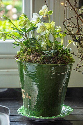 BUTTER_WAKEFIELD_HOUSE_LONDON_CHRISTMAS__KITCHEN__GREEN_GLAZED_CONTAINER_WITH_HELLEBORES
