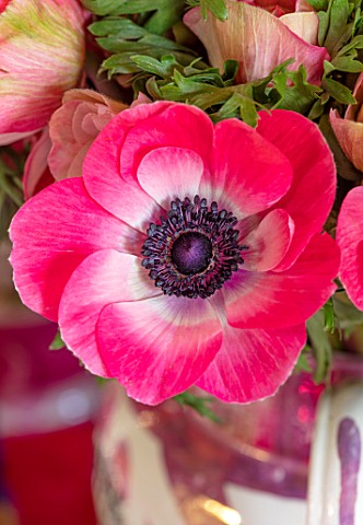 BUTTER_WAKEFIELD_HOUSE_LONDON_CHRISTMAS__KITCHEN__CLOSE_UP_OF_PINK_ANEMONE_ON_KITCHEN_TABLE