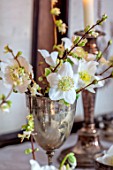 WARDINGTON MANOR, OXFORDSHIRE: FLORIST SHANE CONNOLLY - DINING ROOM: VASES, CONTAINER WITH CHRISTMAS ROSE, HELLEBORES, INDOOR, FLOWERS
