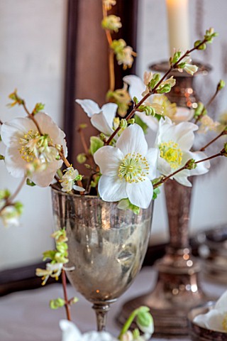 WARDINGTON_MANOR_OXFORDSHIRE_FLORIST_SHANE_CONNOLLY__DINING_ROOM_VASES_CONTAINER_WITH_CHRISTMAS_ROSE