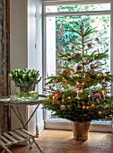 MERRYWOOD, JACKY HOBBS HOUSE, LONDON: HALL, CHRISTMAS TREE IN METAL BUCKET, NATURAL DECORATIONS, GLASS VASE WITH WHITE TULIPS, VINTAGE GARDEN TABLE