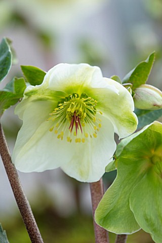 CLOSE_UP_OF_HELLEBORUS__RODNEY_DAVEY_MARBLED_GROUP__MOLLYS_WHITE_FLOWERS_FLOWERING_SPRINMG_WINTER_HE