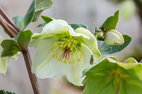 CLOSE_UP_OF_HELLEBORUS__RODNEY_DAVEY_MARBLED_GROUP__MOLLYS_WHITE_FLOWERS_FLOWERING_SPRINMG_WINTER_HE
