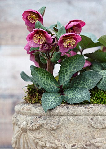 CLOSE_UP_OF_HELLEBORUS__RODNEY_DAVEY_MARBLED_GROUP__DOROTHYS_DAWN__FROST_KISS_SERIES__IN_STONE_URN_F