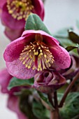CLOSE UP OF HELLEBORUS ( RODNEY DAVEY MARBLED GROUP ) DOROTHYS DAWN - FROST KISS SERIES. FLOWERS, FLOWERING, SPRINMG, WINTER, HELLEBORES, LIGHT, PINK