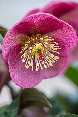 CLOSE_UP_OF_HELLEBORUS__RODNEY_DAVEY_MARBLED_GROUP__DOROTHYS_DAWN__FROST_KISS_SERIES_FLOWERS_FLOWERI