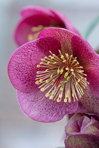 CLOSE_UP_OF_HELLEBORUS__RODNEY_DAVEY_MARBLED_GROUP__DOROTHYS_DAWN__FROST_KISS_SERIES_FLOWERS_FLOWERI