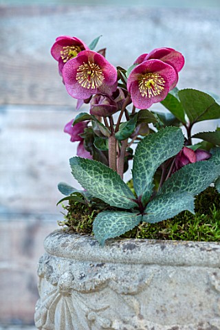 CLOSE_UP_OF_HELLEBORUS__RODNEY_DAVEY_MARBLED_GROUP__DOROTHYS_DAWN__FROST_KISS_SERIES_IN_A_STONE_URN_