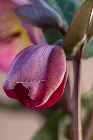 CLOSE_UP_OF_BUD_OF_HELLEBORUS__RODNEY_DAVEY_MARBLED_GROUP__PENNYS_PINK__FROST_KISS_SERIES_FLOWERS_FL