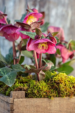 CLOSE_UP_OF_HELLEBORUS__RODNEY_DAVEY_MARBLED_GROUP__FROSTKISS_CHARMER__IN_WOODEN_BOX_FLOWERS_FLOWERI