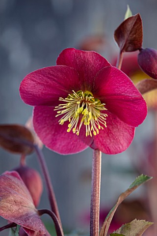 CLOSE_UP_OF_HELLEBORUS__RODNEY_DAVEY_MARBLED_GROUP__FROSTKISS_CHARMER_FLOWERS_FLOWERING_SPRING_WINTE