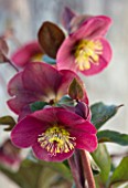 CLOSE UP OF HELLEBORUS ( RODNEY DAVEY MARBLED GROUP ) FROSTKISS CHARMER, FLOWERS, FLOWERING, SPRING, WINTER, HELLEBORES, PINK, PURPLE