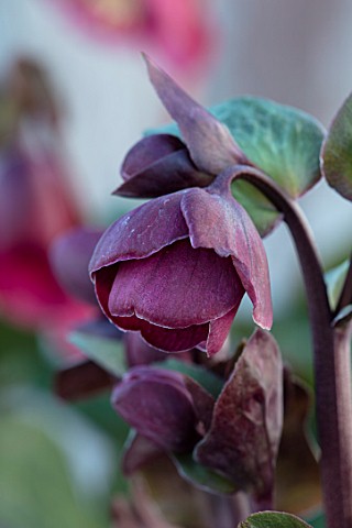 CLOSE_UP_OF_BUD_OF_HELLEBORUS__RODNEY_DAVEY_MARBLED_GROUP__FROSTKISS__REANNAS_RUBY_FLOWERS_FLOWERING