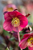 CLOSE UP OF OF HELLEBORUS ( RODNEY DAVEY MARBLED GROUP ) ANNAS RED, FLOWERS, FLOWERING, SPRING, WINTER, HELLEBORES, PINK