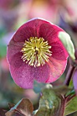 CLOSE UP OF OF HELLEBORUS ( RODNEY DAVEY MARBLED GROUP ) FROSTKISS PIPPAS PURPLE, FLOWERS, FLOWERING, SPRING, WINTER, HELLEBORES, PINK, PURPLE