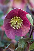 CLOSE UP OF OF HELLEBORUS ( RODNEY DAVEY MARBLED GROUP ) FROSTKISS PIPPAS PURPLE, FLOWERS, FLOWERING, SPRING, WINTER, HELLEBORES, PINK, PURPLE
