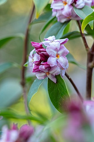MORTON_HALL_WORCESTERSHIRE__CLOSE_UP_PLANT_PORTRAIT_OF_PINK_AND_WHITE_FLOWERS_OF_DAPHNE_BHOLUA_LIMPS