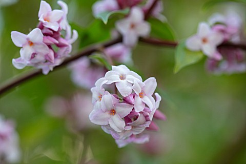 MORTON_HALL_WORCESTERSHIRE__CLOSE_UP_PLANT_PORTRAIT_OF_PINK_AND_WHITE_FLOWERS_OF_DAPHNE_BHOLUA_JACQU