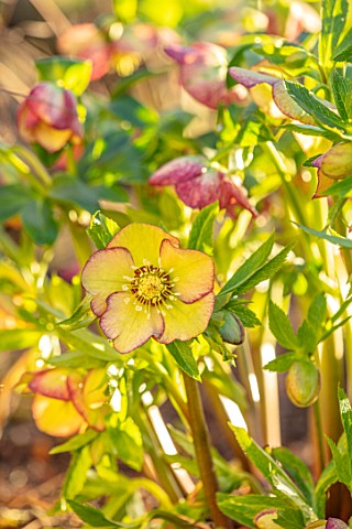 MORTON_HALL_WORCESTERSHIRE__CLOSE_UP_PLANT_PORTRAIT_OF_PINK_AND_YELLOW_FLOWERS_OF_HELLEBORE_PERENNIA
