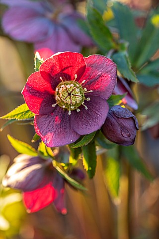 MORTON_HALL_WORCESTERSHIRE__CLOSE_UP_PLANT_PORTRAIT_OF_PINK_RED_FLOWERS_OF_HELLEBORE_PERENNIALS