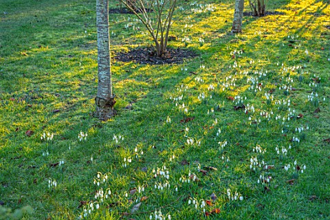 MORTON_HALL_WORCESTERSHIRE_BIRCH_TREES_IN_WINTER_IN_ORCHARD_WITH_SNOWDROPS_GALANTHUS_MEADOW_JANUARY_