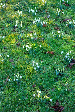 MORTON_HALL_WORCESTERSHIRE_SNOWDROPS_GALANTHUS_MEADOW_JANUARY_BULBS