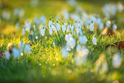 MORTON_HALL_WORCESTERSHIRE_CLOSE_UP_PLANT_PORTRAIT_OF_SNOWDROPS_GALANTHUS_MEADOW_JANUARY_BULBS