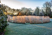 THE OLD RECTORY, QUINTON, NORTHAMPTONSHIRE: DESIGNER ANOUSHKA FEILER: FROST, WINTER, JANUARY, MZE OF CALAMAGROSTIS X ACUTIFLORA KARL FOERSTER, LAWN, GRASSES