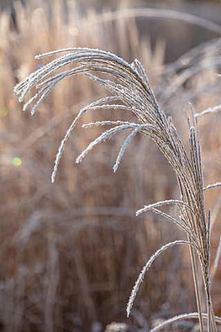 THE_OLD_RECTORY_QUINTON_NORTHAMPTONSHIRE_DESIGNER_ANOUSHKA_FEILER_PLANT_PORTRAIT_OF_FROSTY_SEED_HEAD