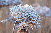 THE OLD RECTORY, QUINTON, NORTHAMPTONSHIRE: DESIGNER ANOUSHKA FEILER: PLANT PORTRAIT OF FROSTY SEED HEADS OF HYDRANGEA