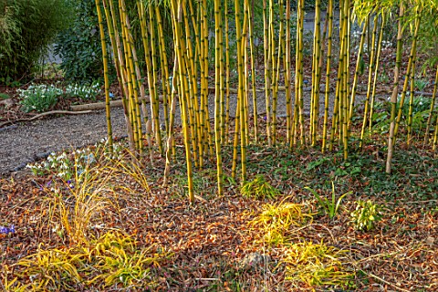 THE_PICTON_GARDEN_AND_OLD_COURT_NURSERIES_WORCESTERSHIRE_PATH_BAMBOOS_CHUSQUEA_GIGANTEA_YELLOW_GREEN