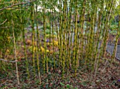 THE PICTON GARDEN AND OLD COURT NURSERIES, WORCESTERSHIRE: PATH, BAMBOOS, CHUSQUEA GIGANTEA, YELLOW, GREEN, CANES, STEMS, SHADE, SHADY, WOODLAND