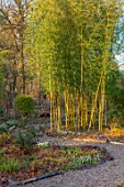 THE PICTON GARDEN AND OLD COURT NURSERIES, WORCESTERSHIRE: PATH, BAMBOOS, CHUSQUEA GIGANTEA, YELLOW, GREEN, CANES, STEMS, SHADE, SHADY, WOODLAND