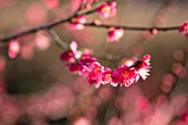 THE PICTON GARDEN AND OLD COURT NURSERIES, WORCESTERSHIRE: PINK BLOSSOM, FLOWERS OF APRICOT, PRUNUS MUME BENI CHIDORI, APRICOTS, BRANCHES, TREES, FRUITS, WINTER