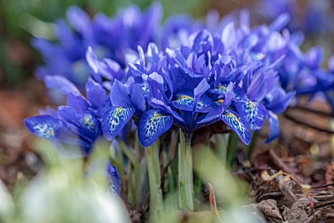 THE_PICTON_GARDEN_AND_OLD_COURT_NURSERIES_WORCESTERSHIRE_BLUE_FLOWERS_OF_MINIATURE_IRIS__IRIS_HISTRI