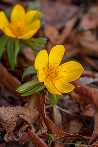 THE_PICTON_GARDEN_AND_OLD_COURT_NURSERIES_WORCESTERSHIRE_YELLOW_FLOWERS_OF_WINTERE_ACONITE__ERANTHIS