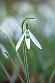 THE PICTON GARDEN AND OLD COURT NURSERIES, WORCESTERSHIRE: CLOSE UP PLANT PORTRAIT OF WHITE AND GREEN FLOWERS OF SNOWDROP - GALANTHUS WASP, BULBS, WINTER